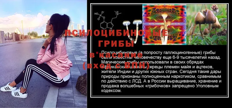 Псилоцибиновые грибы Psilocybe  хочу наркоту  shop наркотические препараты  Валдай  гидра ссылки 